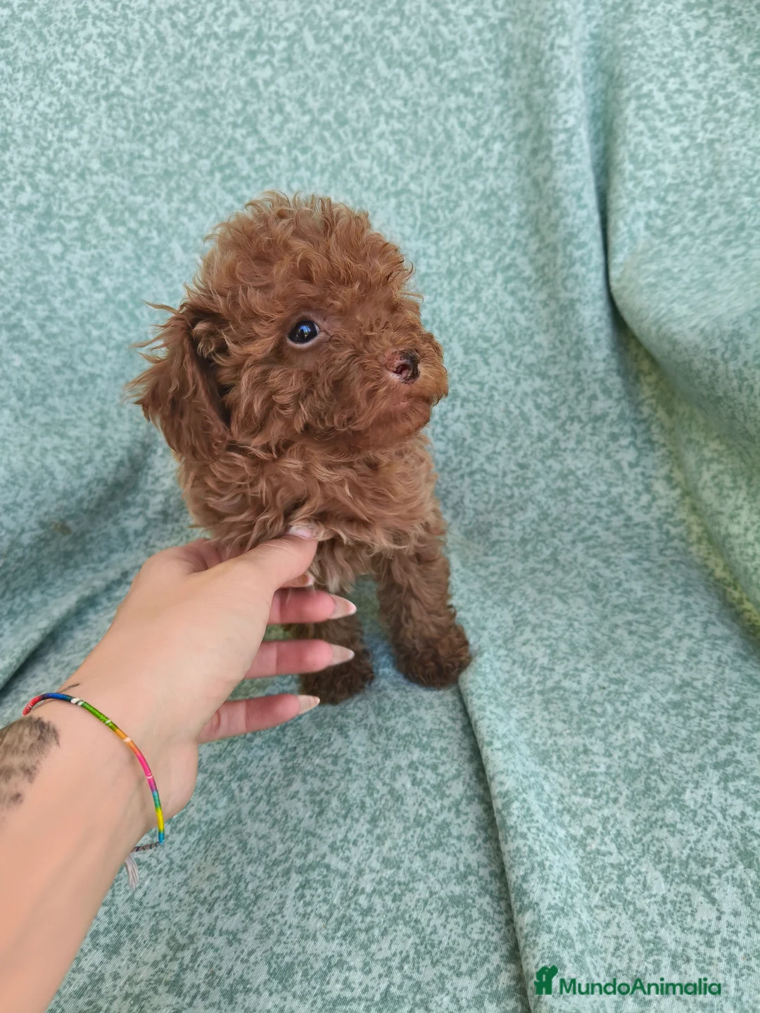 Caniche Toy perros en venta: Caniche Toy - Anuncio 8