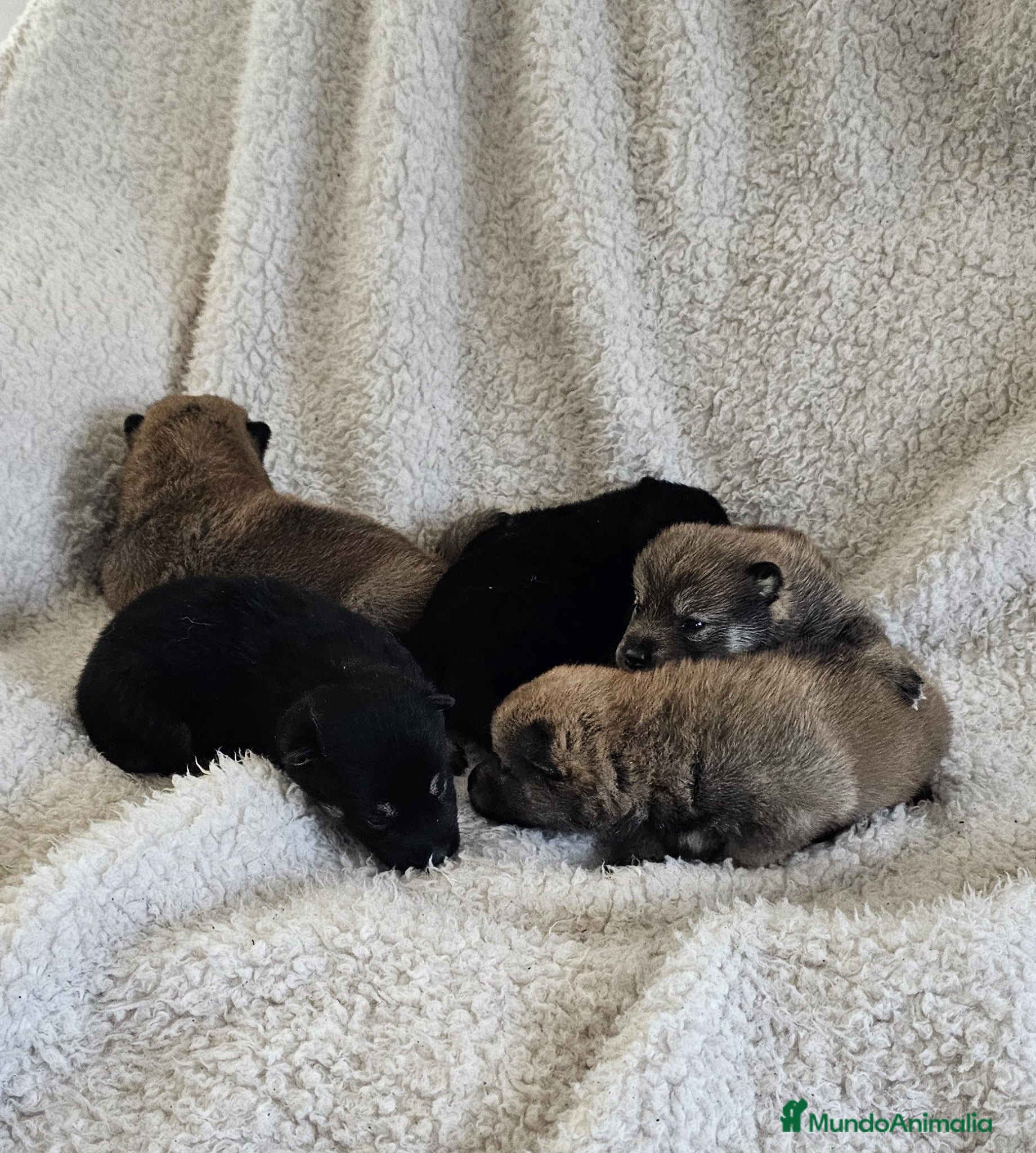 Shiba Inu perros PRECIOSA CAMADA SHIBA INU - Anuncio 2