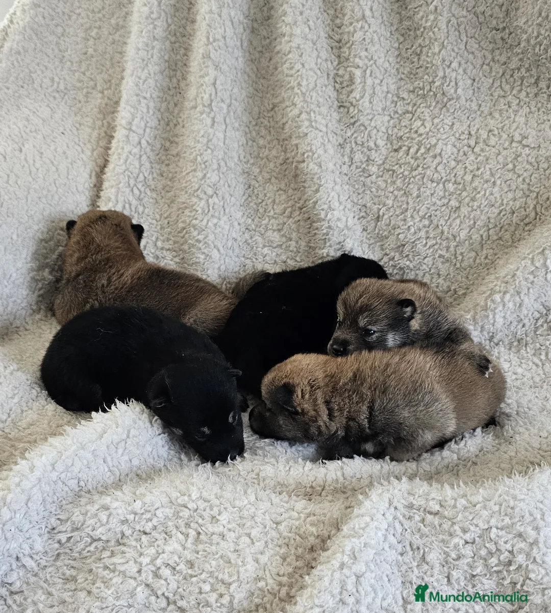 Shiba Inu perros en venta: PRECIOSA CAMADA SHIBA INU - Anuncio 2