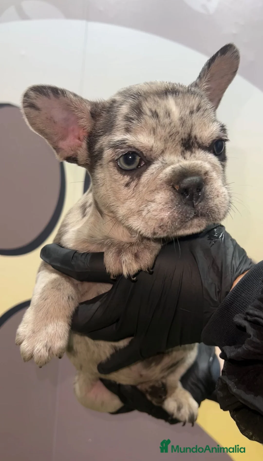 Bulldog Francés perros en venta: ESPECTACULAR BULLDOG FRANCES🤎 - Anuncio 2