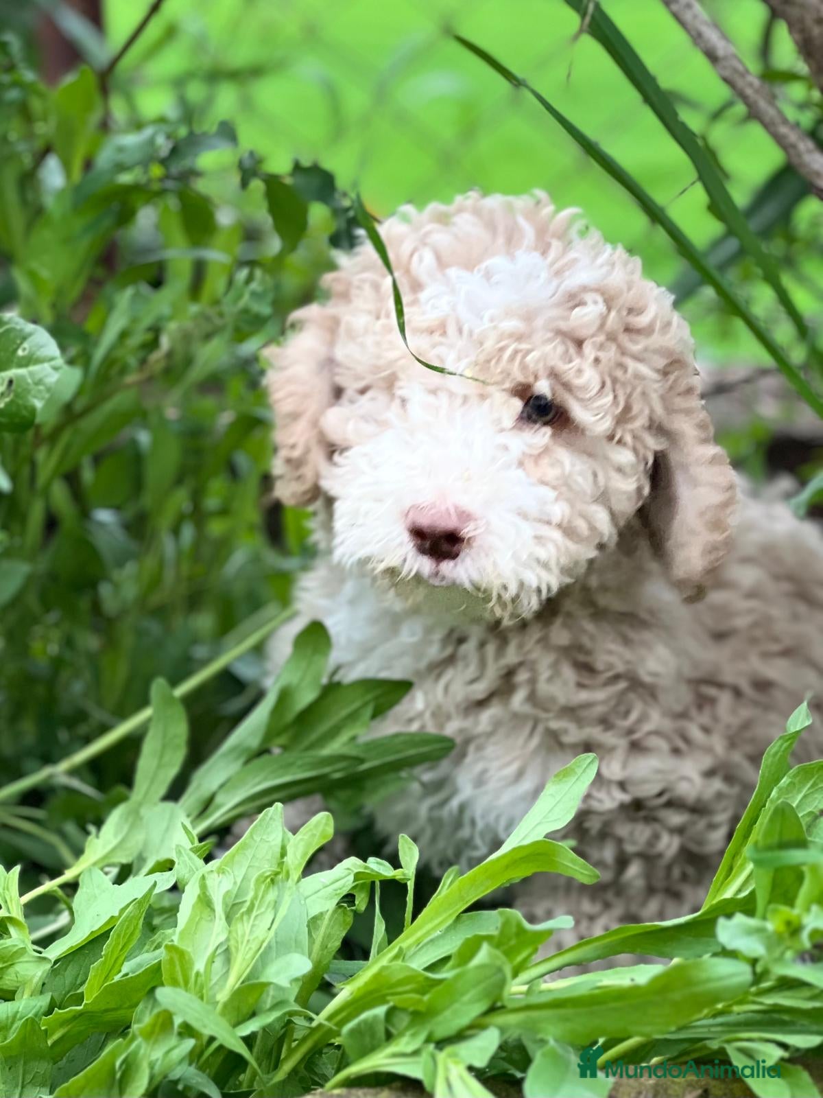 Perro de Agua Español perros Perro de agua crema en Barcelona - Anuncio 2