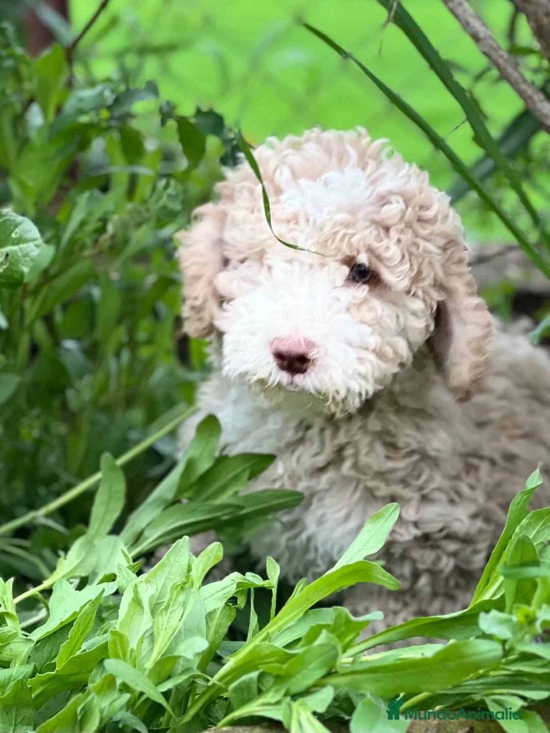Perro de Agua Español perros en venta: Perro de agua crema en Barcelona - Anuncio 2