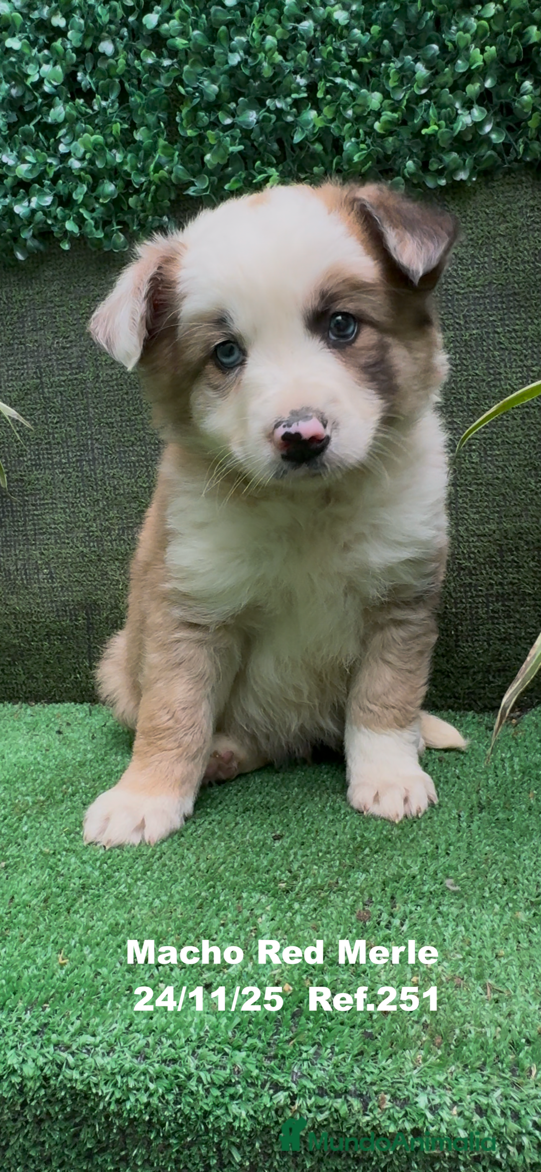 Border Collie perros en venta: BORDER COLLIE red merle - Anuncio 3