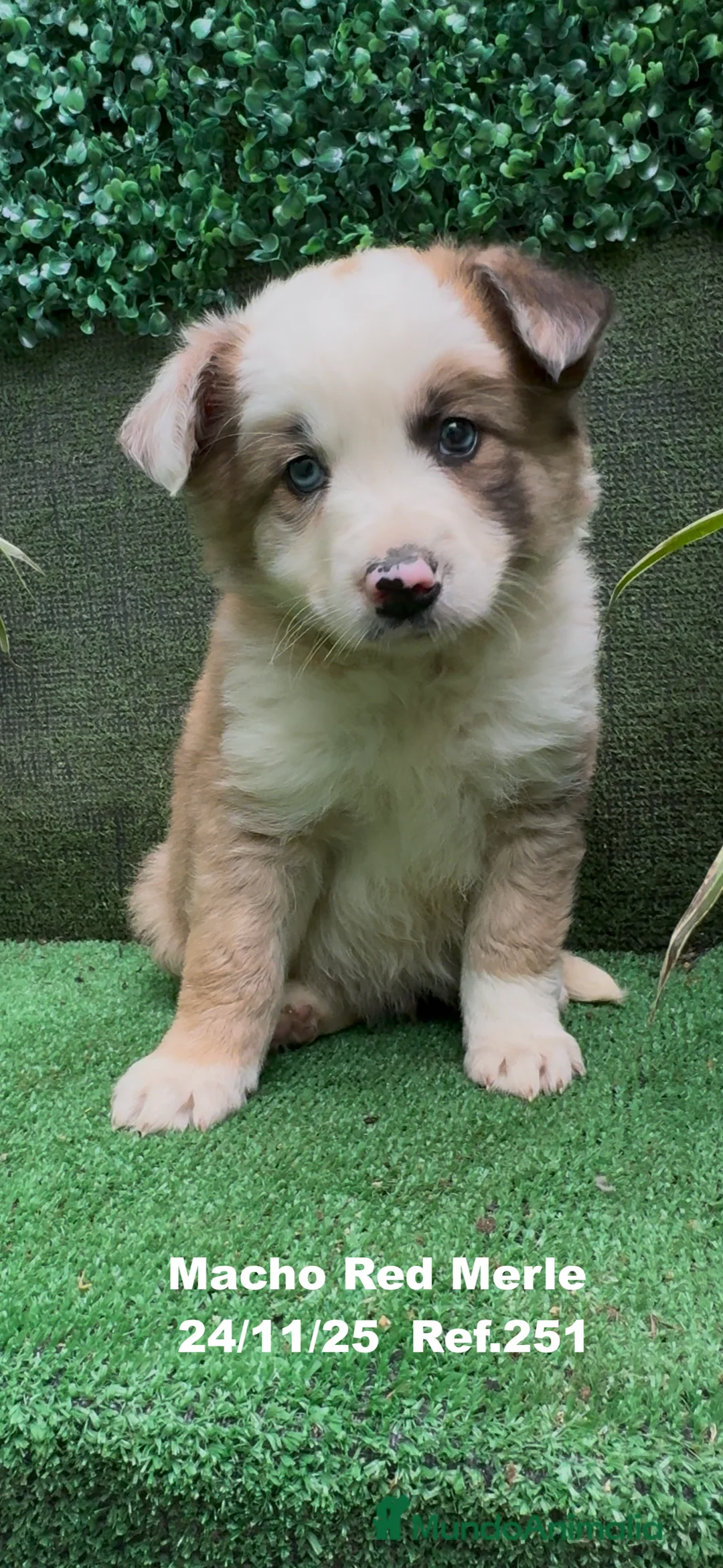 Border Collie perros en venta: BORDER COLLIE red merle - Anuncio 3