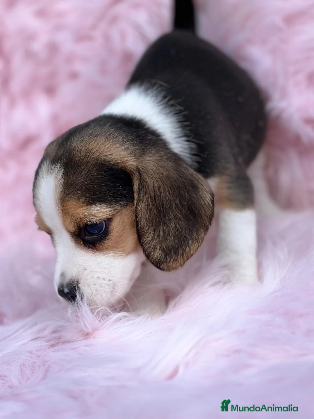 Beagle perros en venta: Beagle tricolor en Barcelona - Anuncio 4