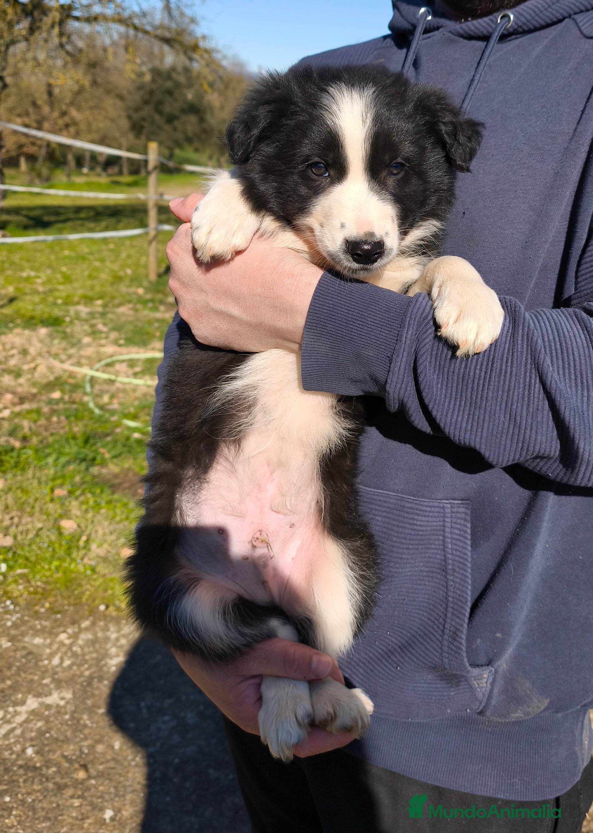 Border Collie perros Cachorros border collie 2 meses. - Anuncio 2