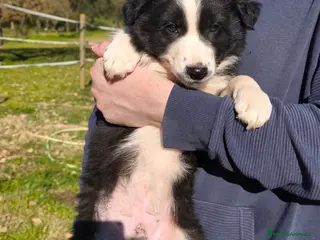 Border Collie perros Cachorros border collie 2 meses. - Anuncio 2