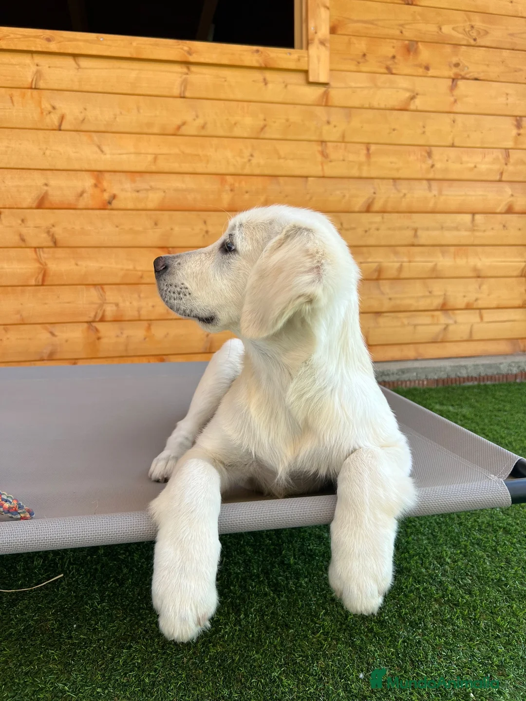 Golden Retriever perros en venta: Golden hembra - Anuncio 5
