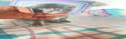Maine Coon gatos en venta: Rey- Diez cattery  - Anuncio 6