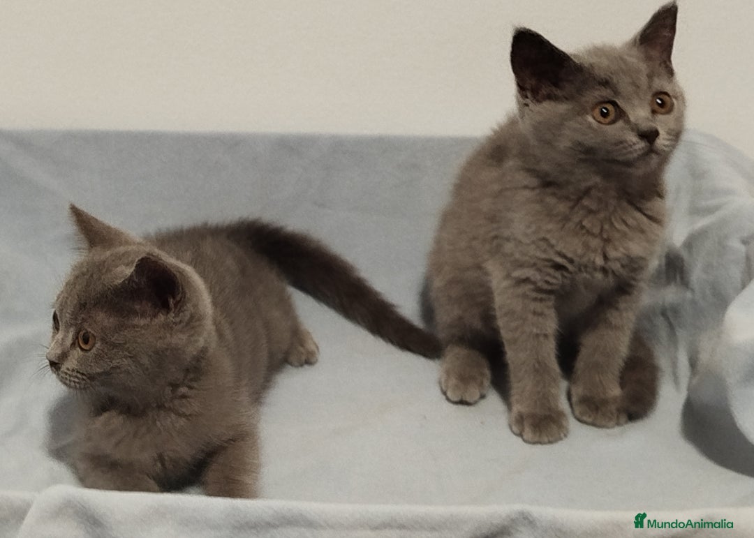 Británico de Pelo Corto Azul gatos en venta: Últimos British Shorthair azules precio real - Imagen 3