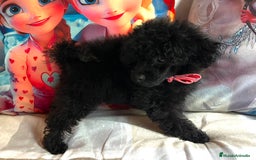 Caniche Toy perros en venta: Caniche mini toy - Imagen 8