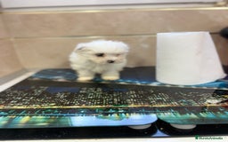 Bichón Maltés perros en venta: Bichon maltés toy  - Imagen 1