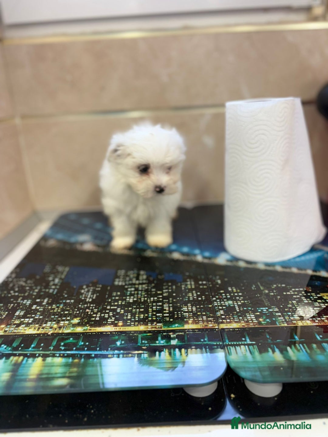 Bichón Maltés perros en venta: Bichon maltés toy  - Imagen 1