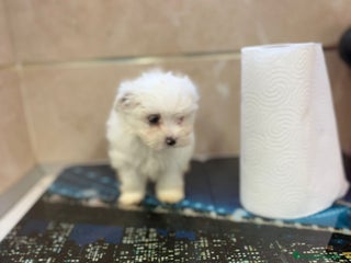 Bichón Maltés perros - Anuncio 6