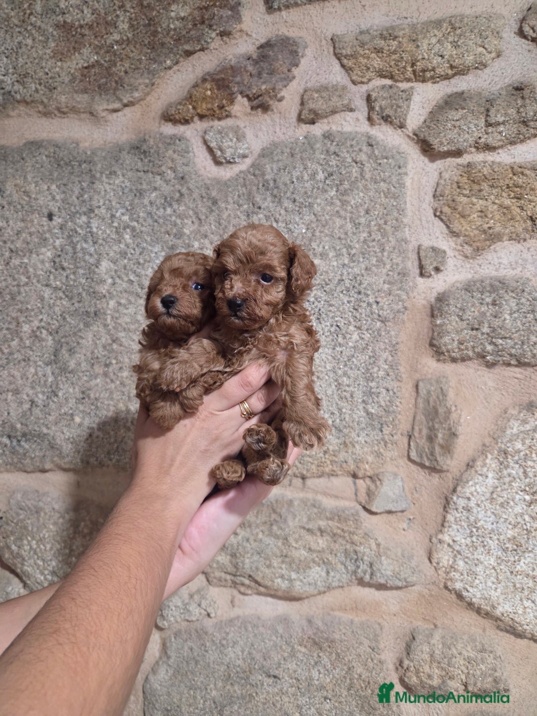 Caniche Toy perros en venta: Caniche toy - Anuncio 6