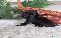 Cocker Spaniel Inglés perros en venta: COCKER SPANIEL INGLES - Imagen 2