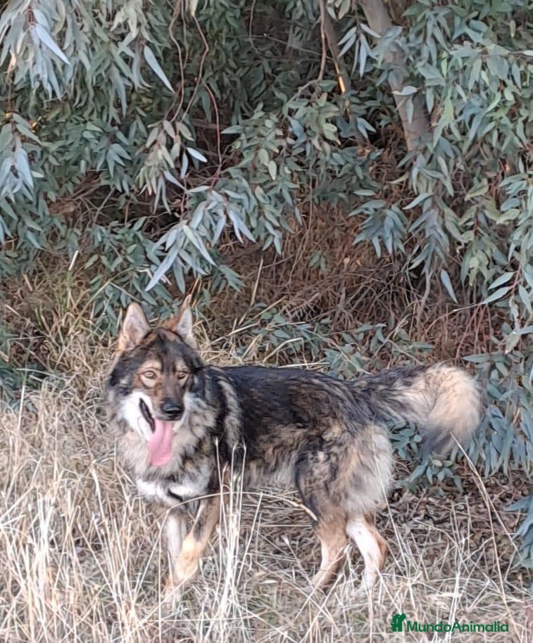 Perro Lobo Checoslovaco perros UTONOGAN (PERRO LOBO) - Anuncio 1