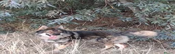 Perro Lobo Checoslovaco perros en venta: UTONOGAN (PERRO LOBO) - Anuncio 1