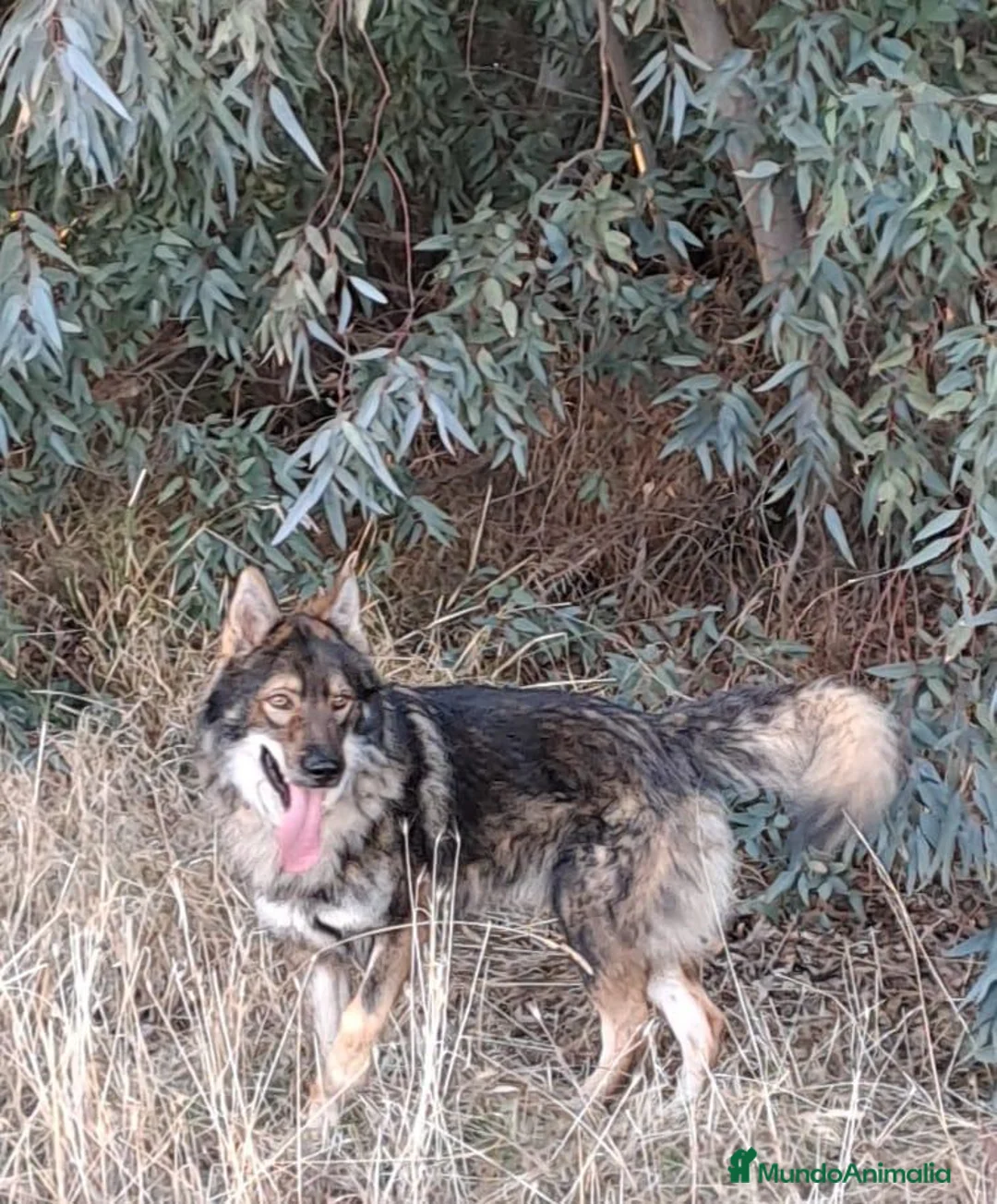Perro Lobo Checoslovaco perros en venta: UTONOGAN (PERRO LOBO) - Anuncio 1