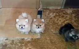 Pomerania perros en venta: LINDO MACHITO POMERANIA DESDE 700 € - Imagen 7