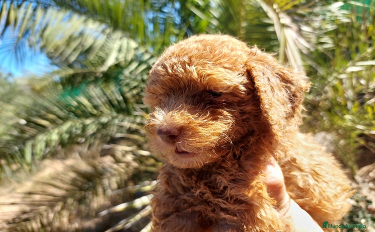 Caniche Toy perros - Anuncio 5