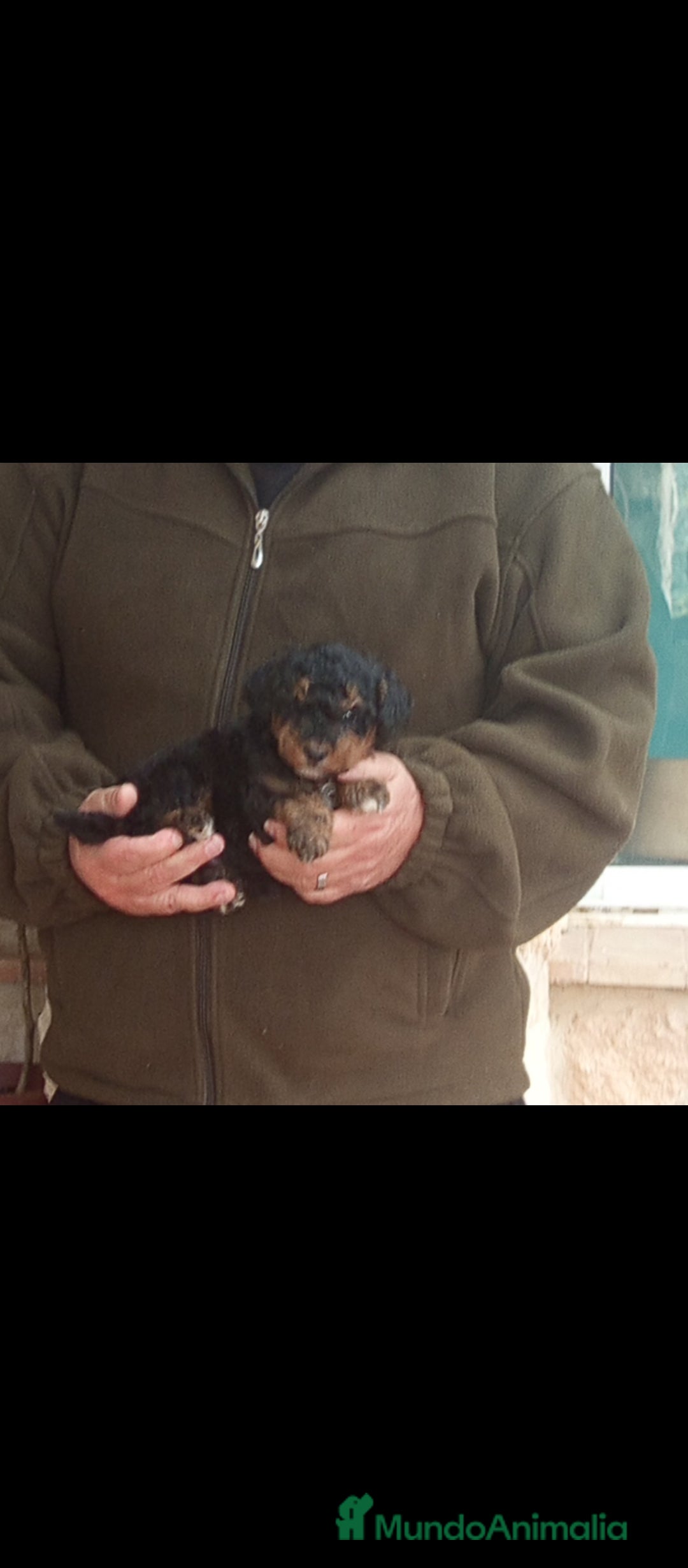 Caniche Toy perros en venta: Cachorritos de caniche toy Phantom  - Anuncio 1