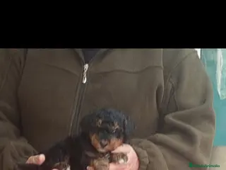 Caniche Toy perros en venta: Cachorritos de caniche toy Phantom - Anuncio 4