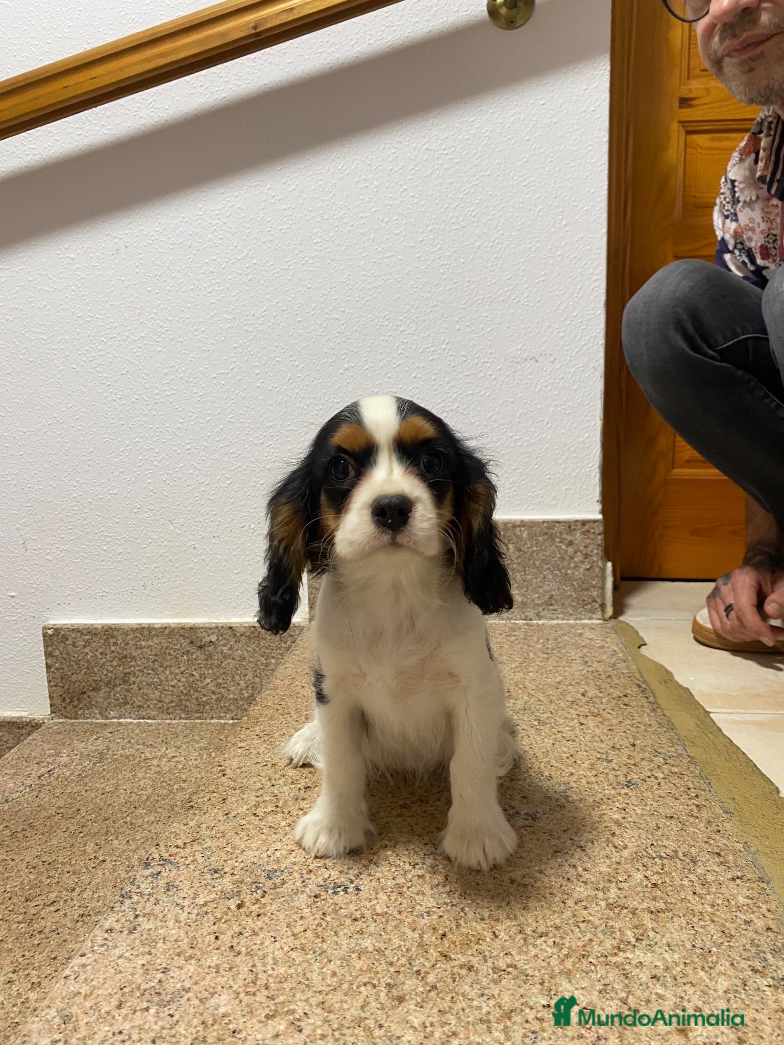 Cavalier King Charles Spaniel perros Camada Cavalier King Charles  - Anuncio 2