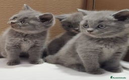Británico de Pelo Corto gatos en venta: British Shorthair  - Imagen 5