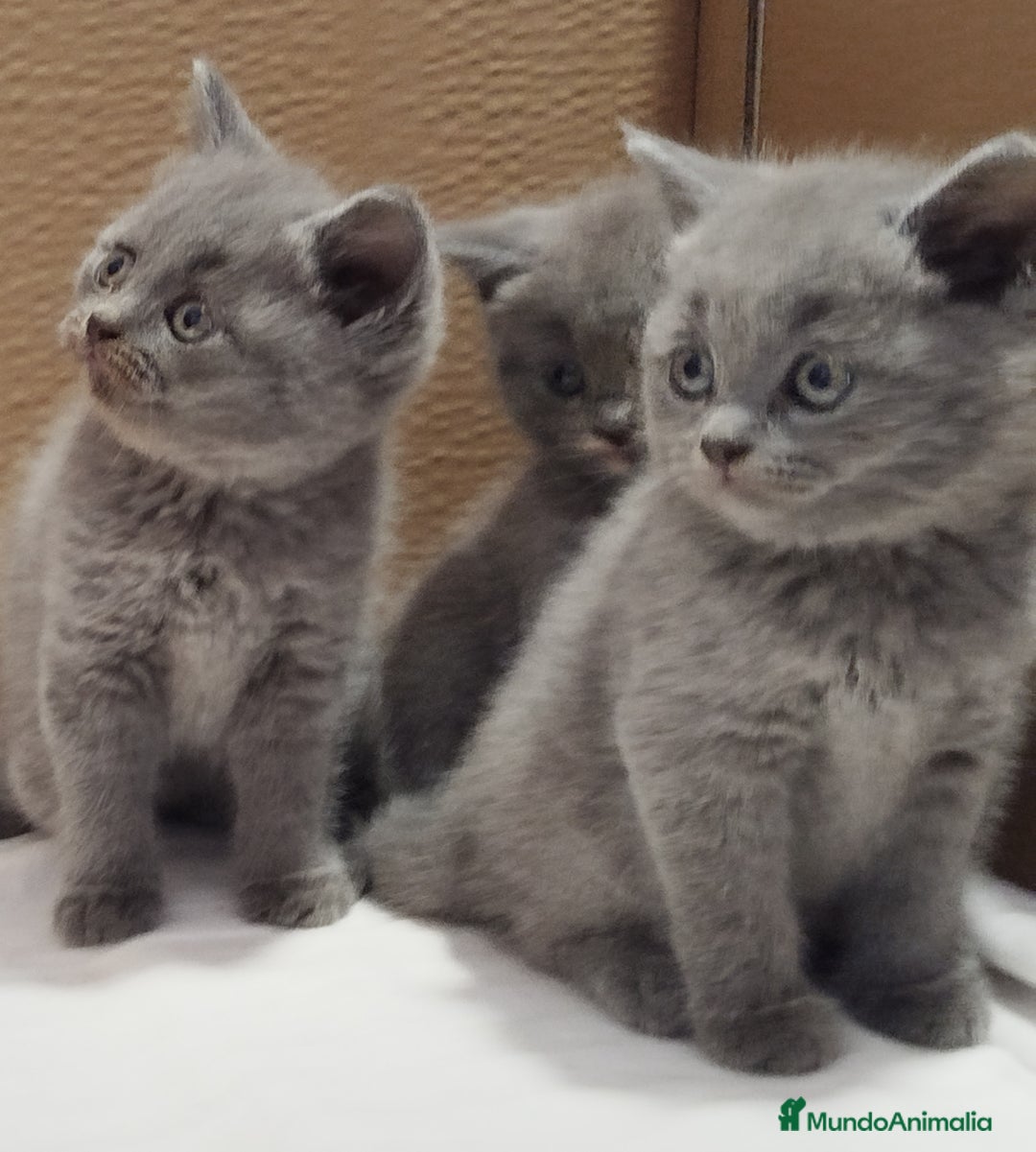 Británico de Pelo Corto gatos en venta: British Shorthair  - Imagen 5
