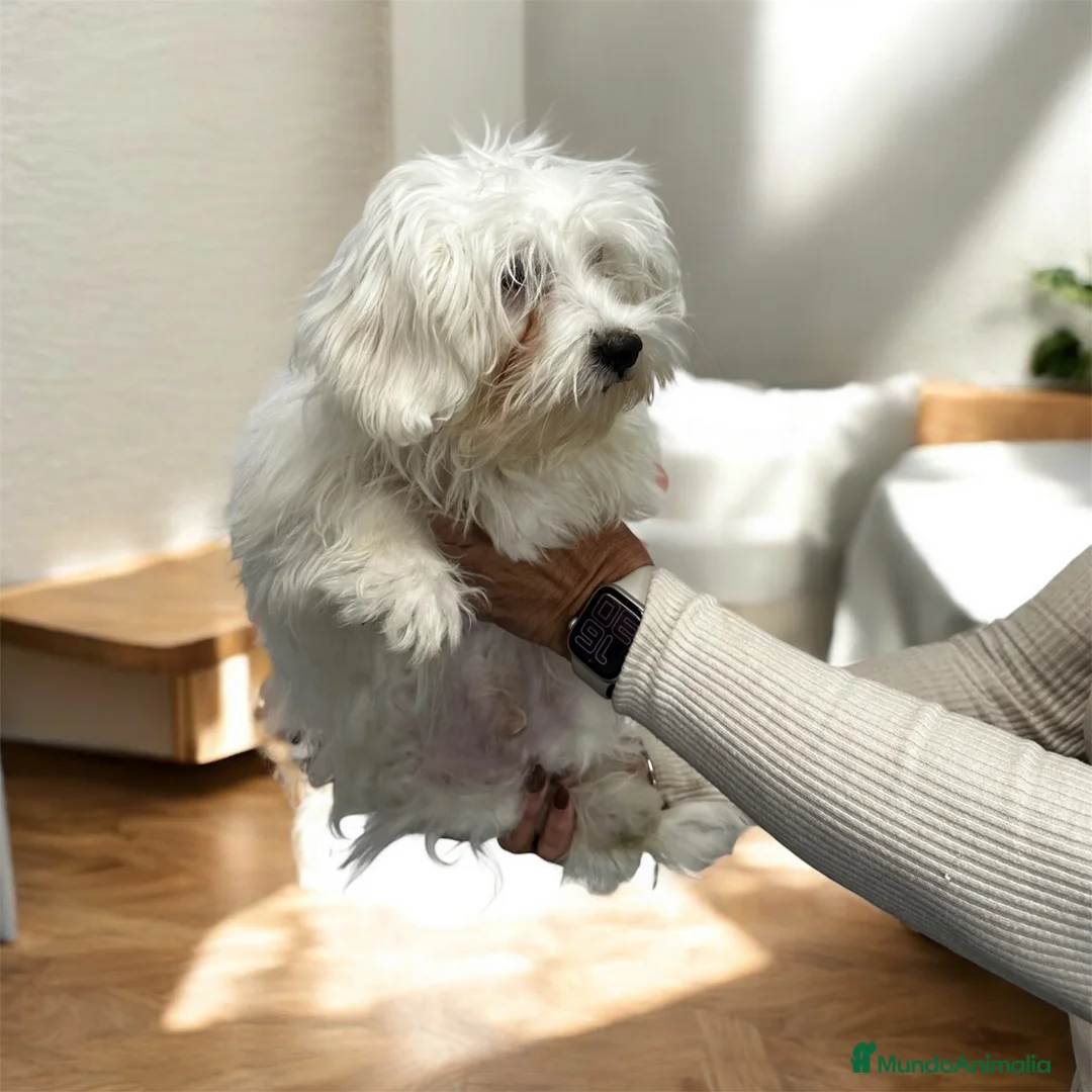 Bichón Maltés perros en venta: Precioso machito Bichón maltés - Anuncio 1