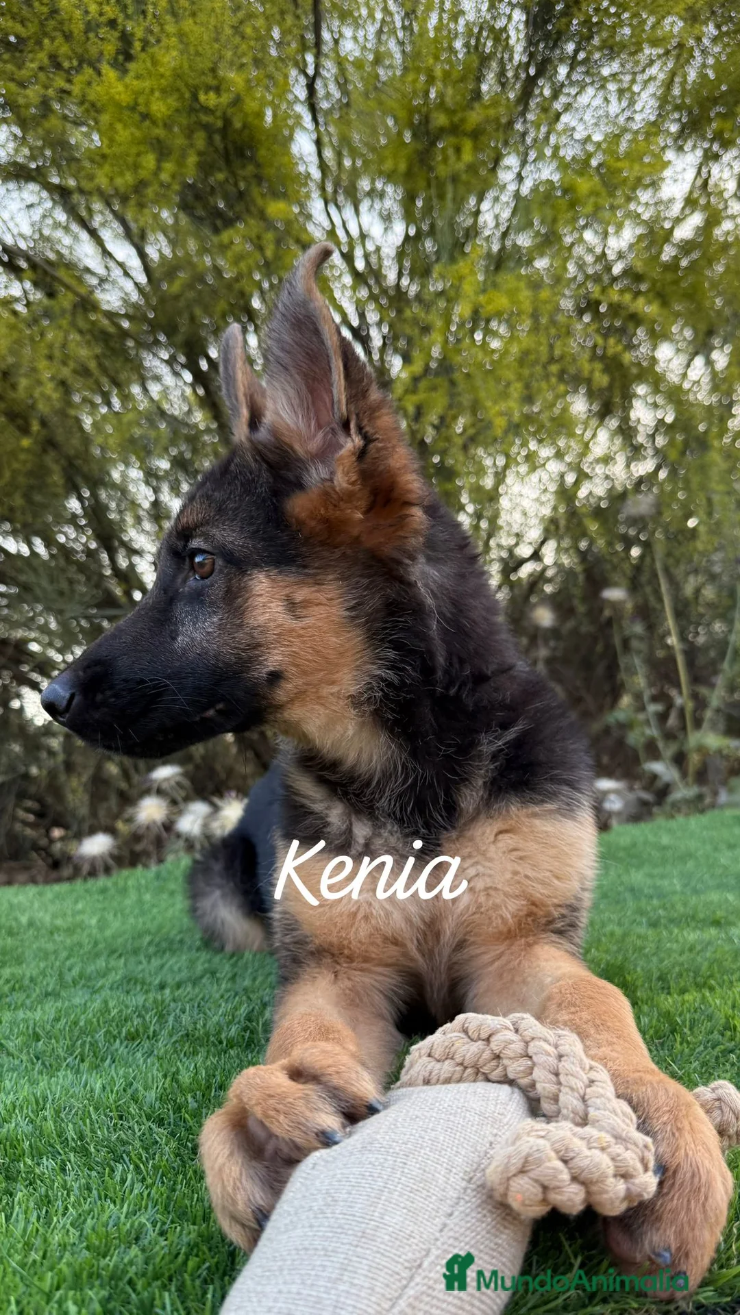 Pastor Alemán perros en venta: PASTOR ALEMAN HEMBRA - Anuncio 2