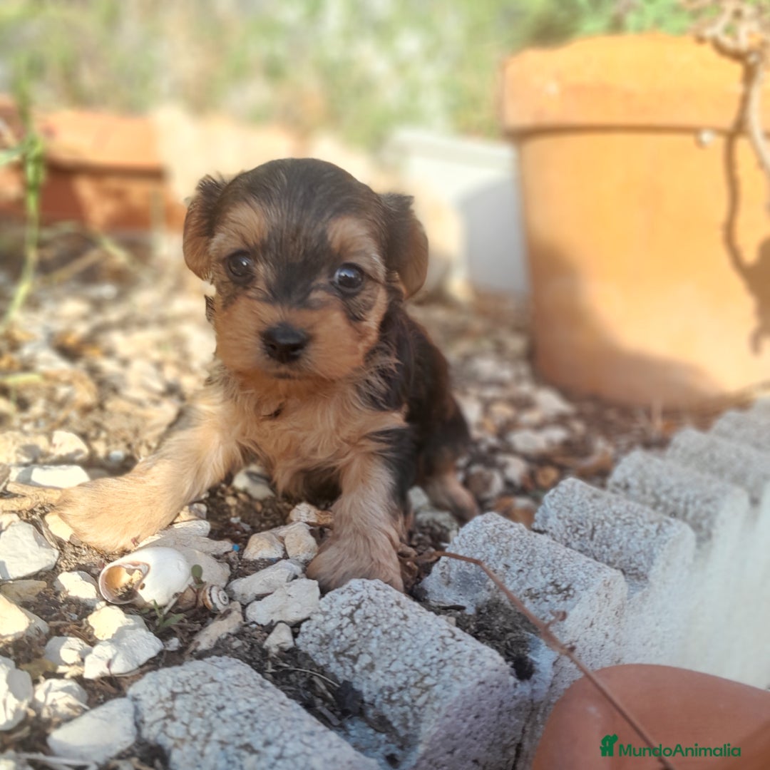 Yorkshire Terrier perros en venta: YORKSHIRE - Imagen 11