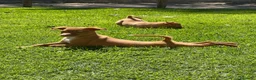 Podenco Andaluz perros en venta: Podencos andaluces  - Anuncio 6