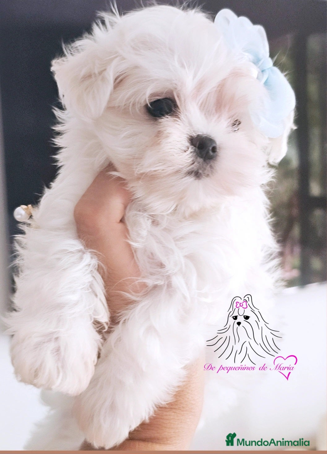 Bichón Maltés perros BICHON MALTES COREANO MINIATURA  - Anuncio 5
