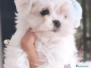 Bichón Maltés perros BICHON MALTES COREANO MINIATURA - Anuncio 5
