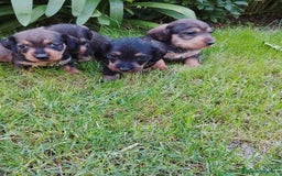 Teckel perros en venta: Teckel de pelo duro  - Imagen 2