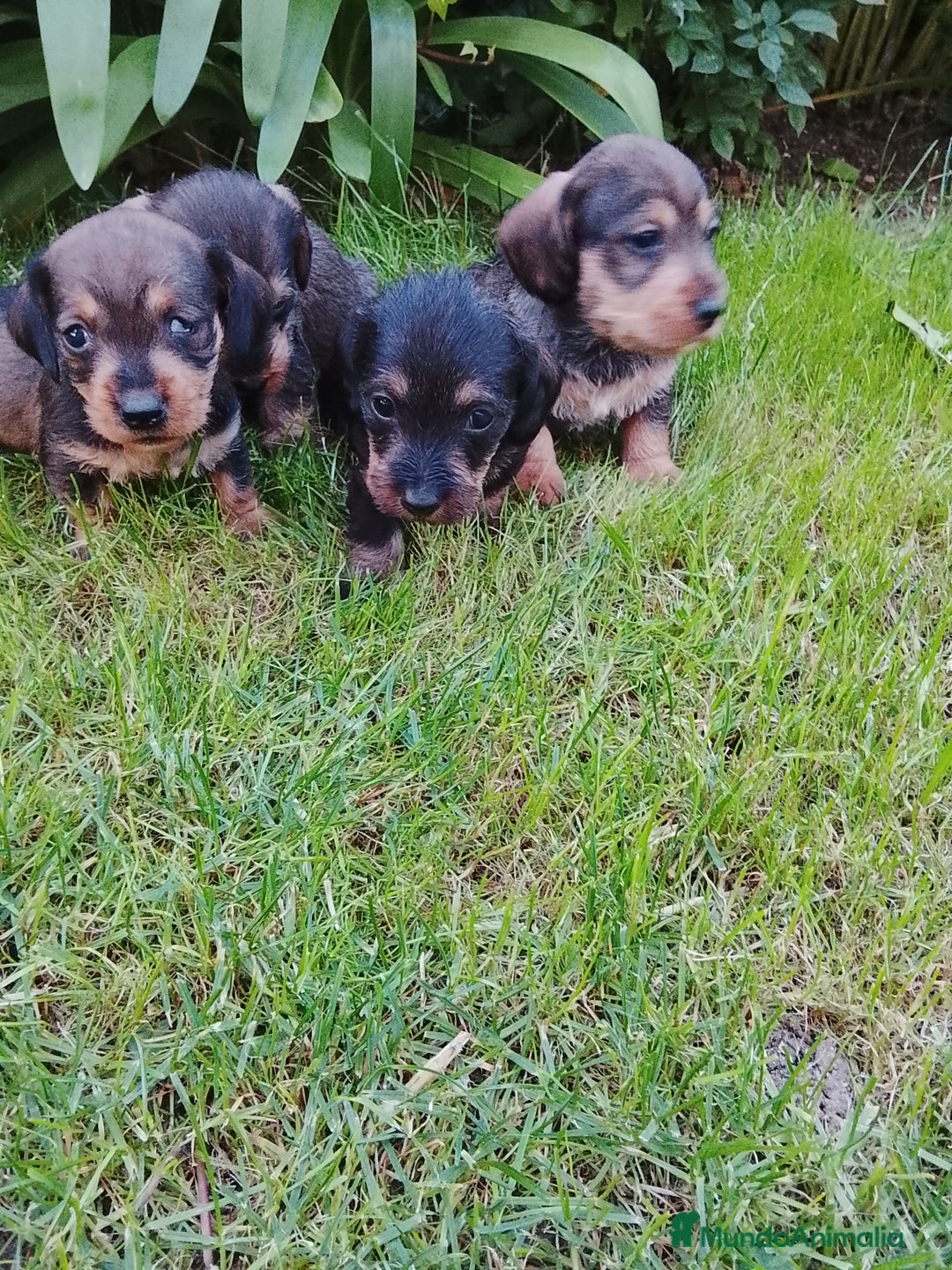 Teckel perros en venta: Teckel de pelo duro  - Imagen 2