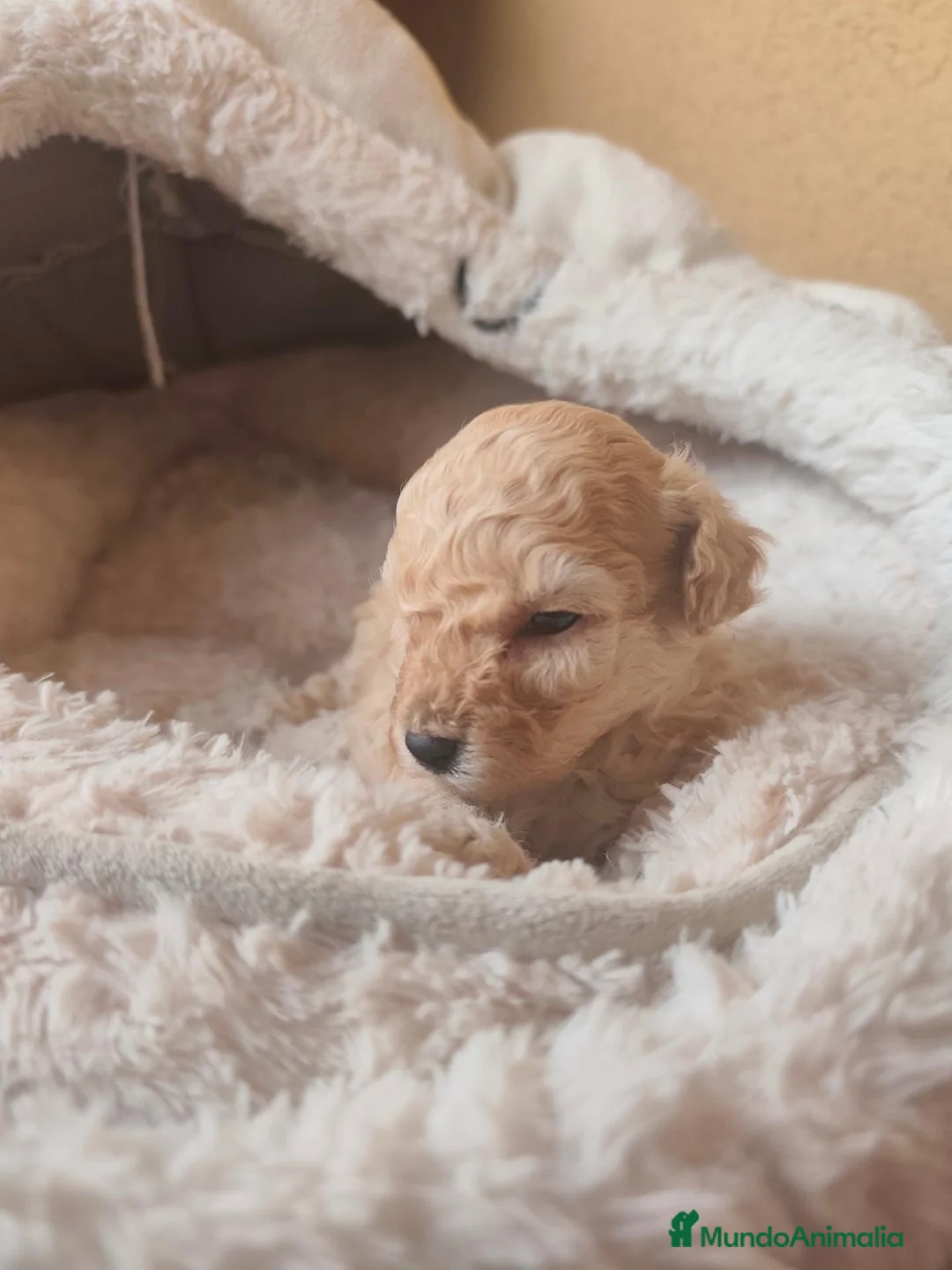 Caniche Toy perros en venta: Preciosos Toys APRICOT  en Toledo - Anuncio 11
