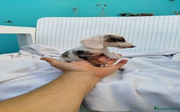 Teckel Miniatura perros en venta: Teckel mini  - Imagen 3
