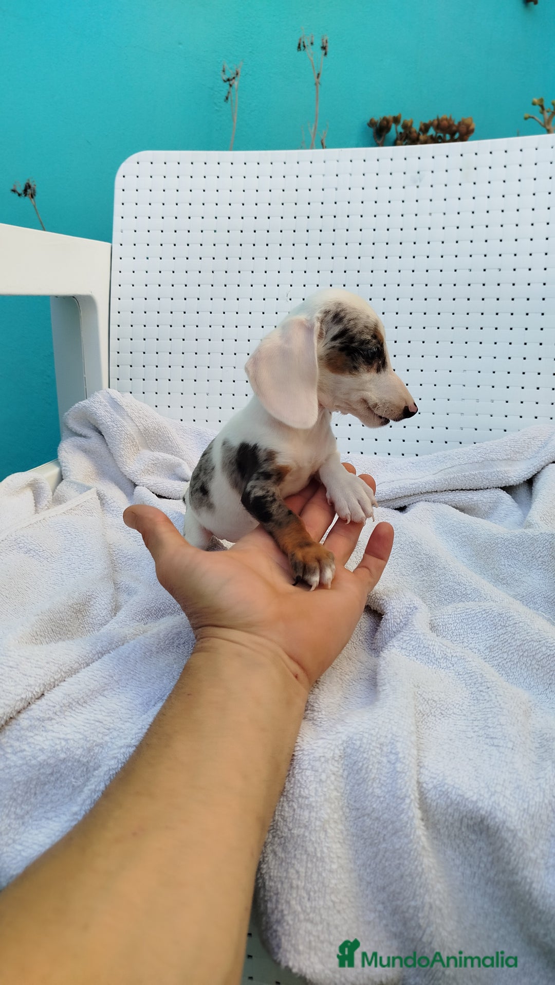 Teckel Miniatura perros en venta: Teckel mini  - Imagen 3