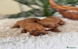 Cocker Spaniel Inglés perros en venta: COCKER SPANIEL INGLES - Anuncio 8