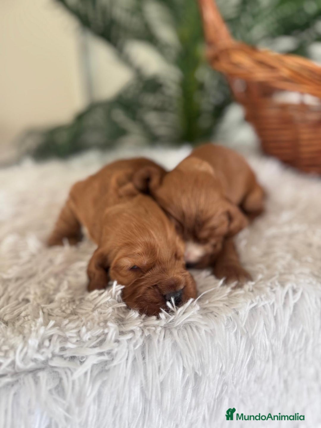 Cocker Spaniel Inglés perros en venta: COCKER SPANIEL INGLES - Anuncio 8