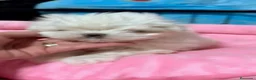 Bichón Maltés perros en venta:  🌟 BICHÓN MALTÉS LÍNEA COREANA · EXCELENCIA  - Anuncio 1