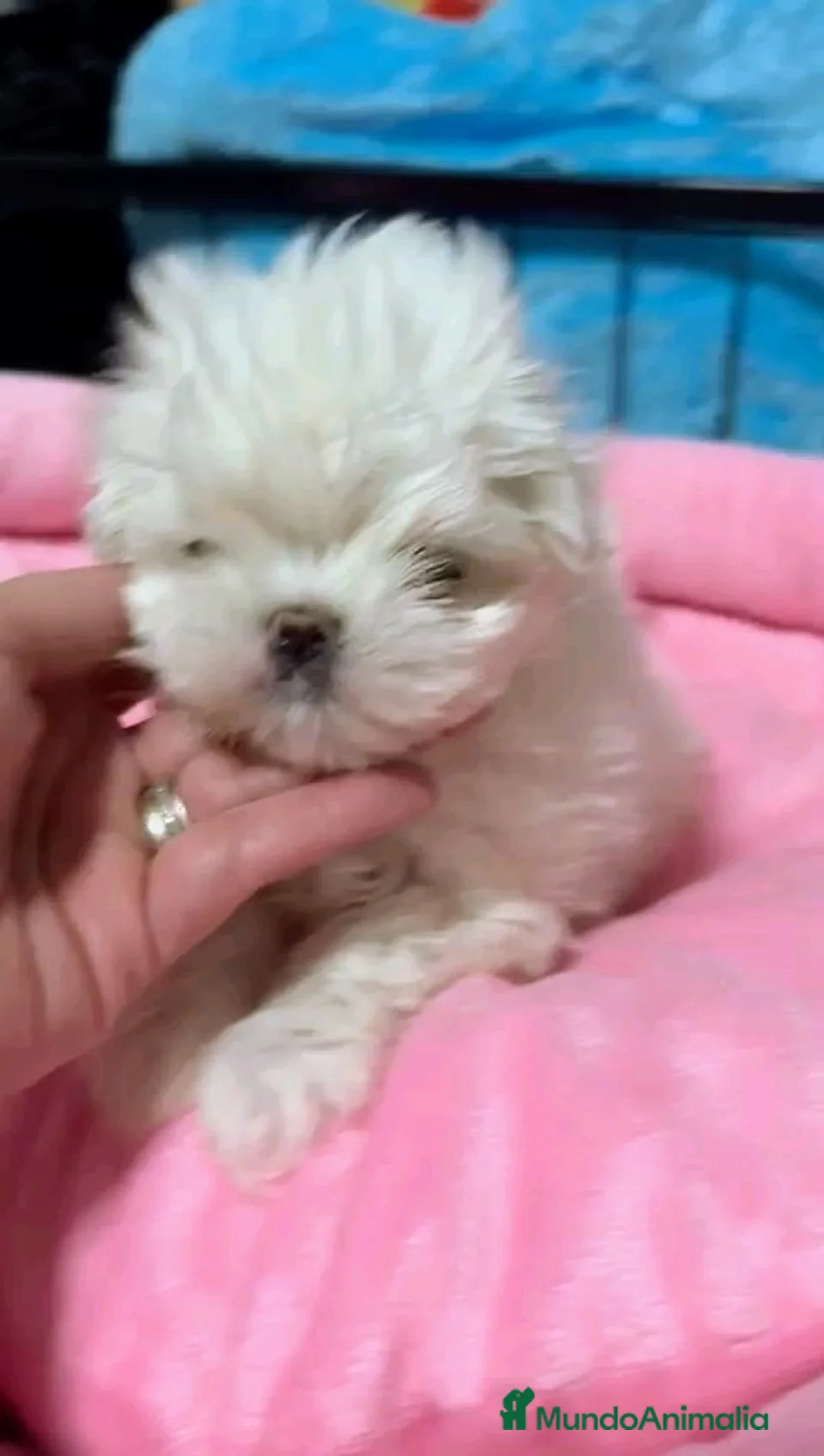 Bichón Maltés perros en venta:  🌟 BICHÓN MALTÉS LÍNEA COREANA · EXCELENCIA  - Anuncio 1