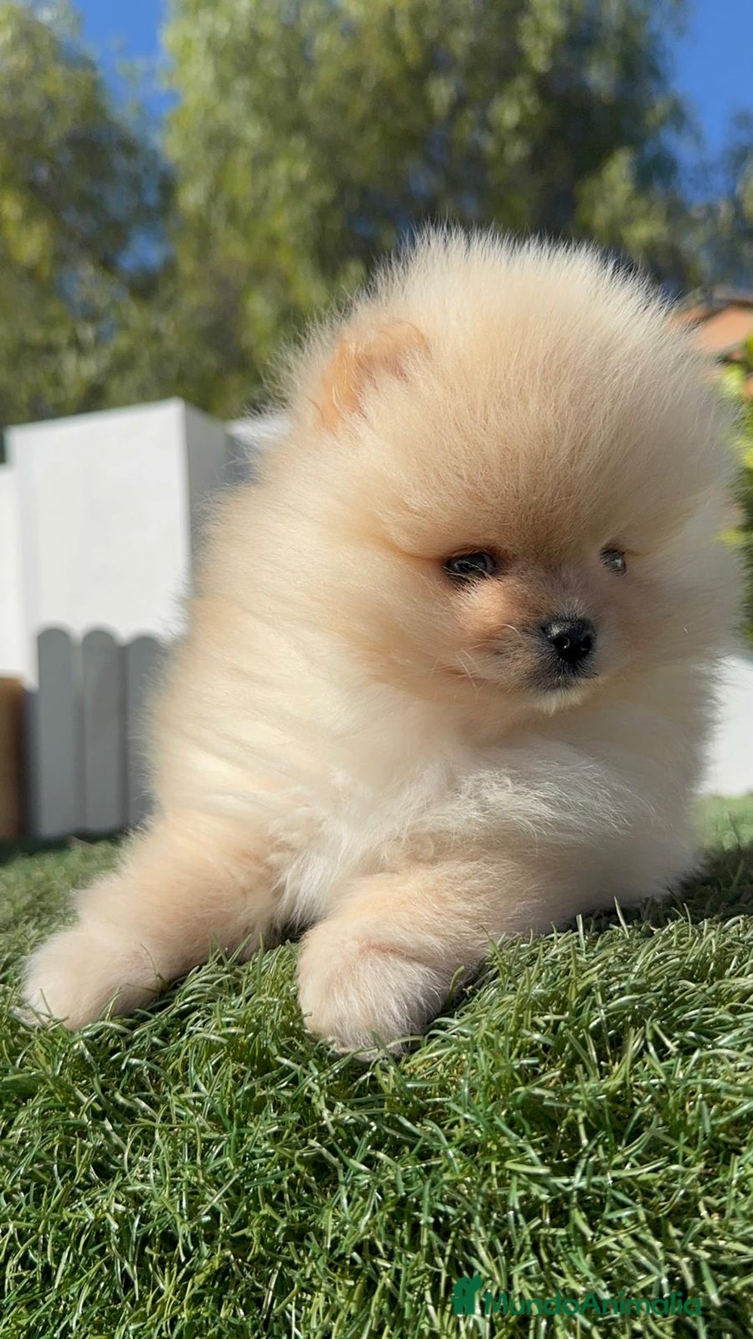 Pomerania perros en venta: POMERANIA CARA DE OSITO - Anuncio 5