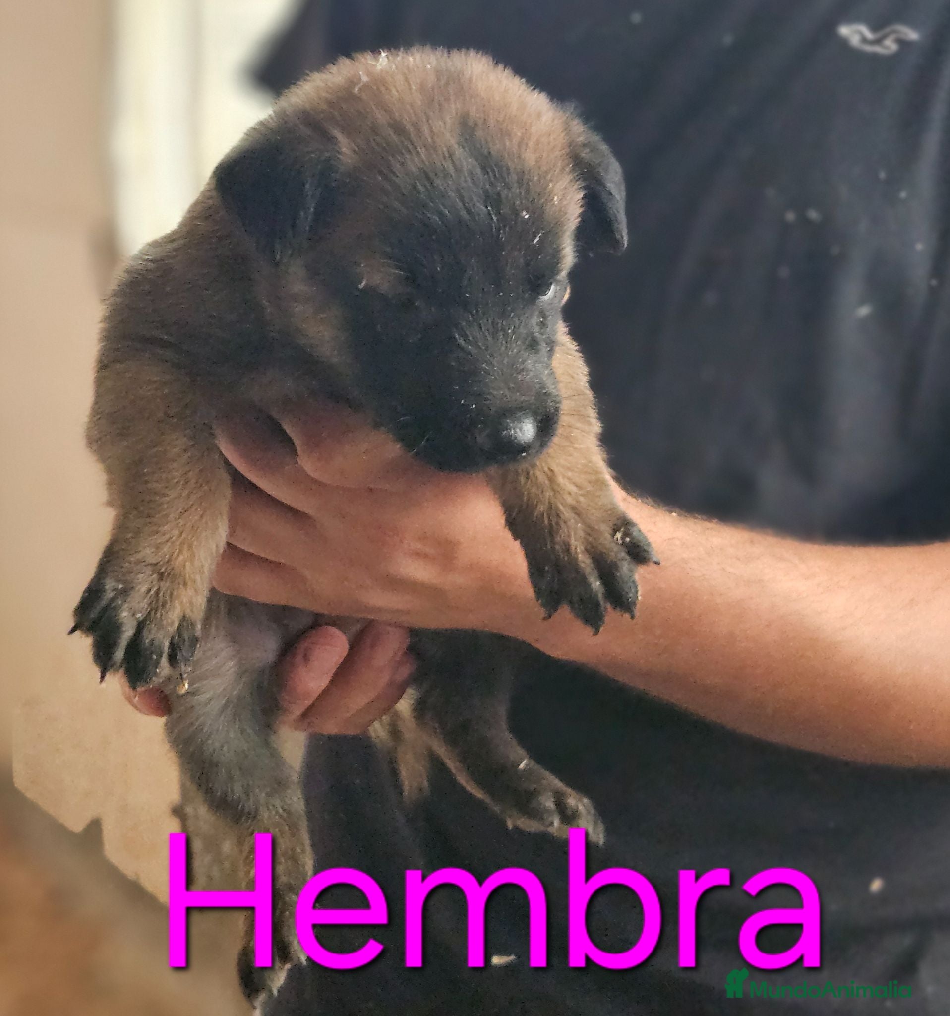 Pastor Belga Malinois perros Cachorros malinois - Anuncio 31