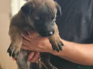 Pastor Belga Malinois perros Cachorros malinois - Anuncio 31