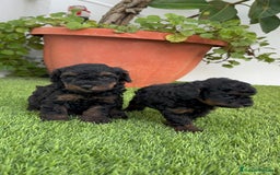 Caniche Toy perros en venta: CANICHE TOY HEMBRA - Imagen 7