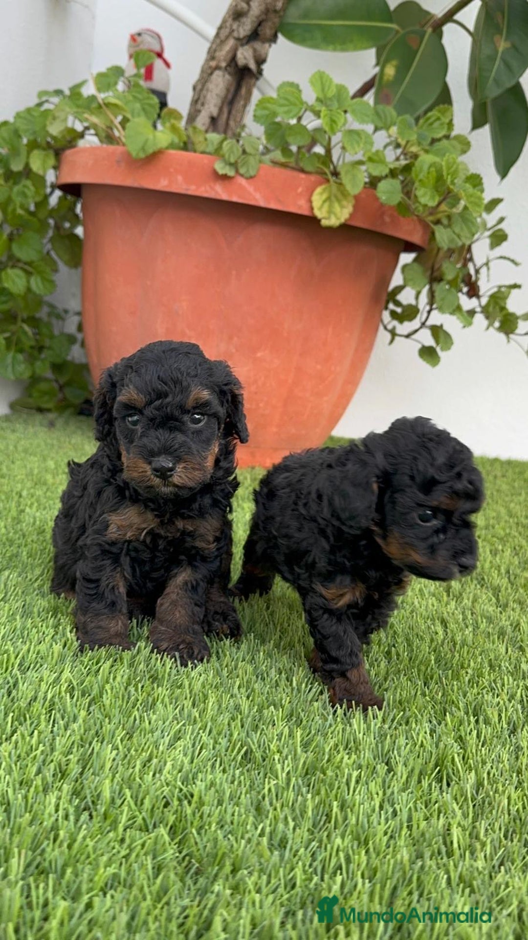Caniche Toy perros en venta: CANICHE TOY HEMBRA - Imagen 7